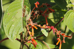 Cyanophrys herodotus
