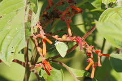Cyanophrys herodotus