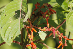 Cyanophrys herodotus