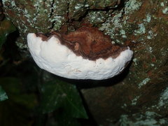 Ganoderma applanatum