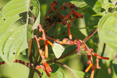 Cyanophrys herodotus