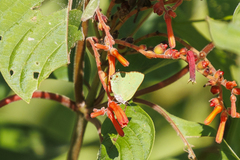 Cyanophrys herodotus