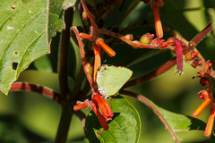 Cyanophrys herodotus