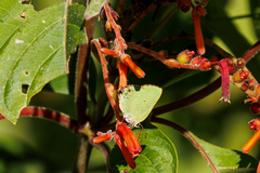 Cyanophrys herodotus