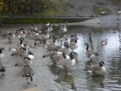 Branta canadensis