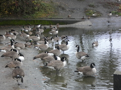 Branta canadensis