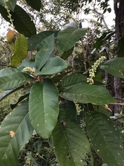 Croton persimilis