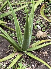 Aloe vera