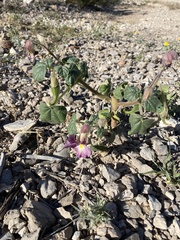 Proboscidea fragrans