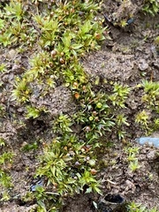 Physcomitrium immersum