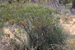 Melaleuca chrysantherea