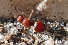 Pseudomethoca sanbornii