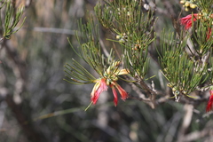 Melaleuca chrysantherea