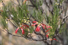 Melaleuca chrysantherea