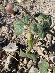 Proboscidea fragrans