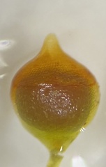 Physcomitrium immersum