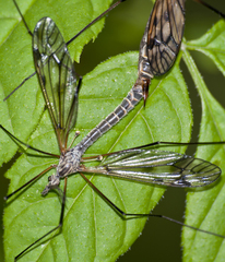 Tipula varipennis