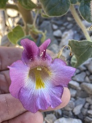 Proboscidea fragrans