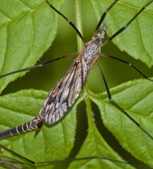 Tipula varipennis