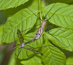 Tipula varipennis