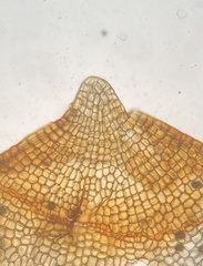 Physcomitrium immersum