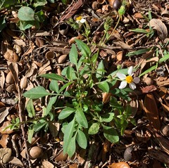 Bidens alba