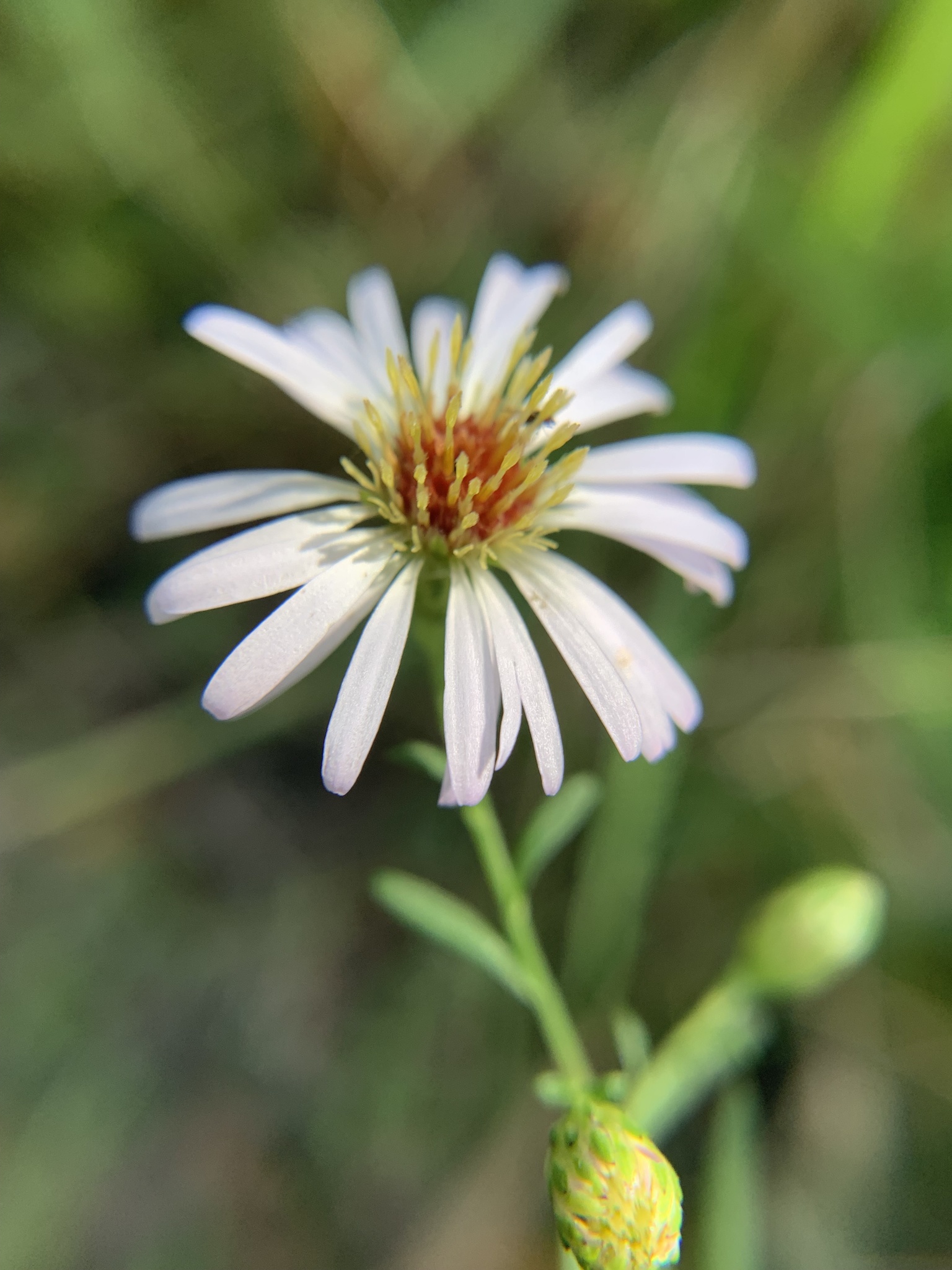 Symphyotrichum simmondsii