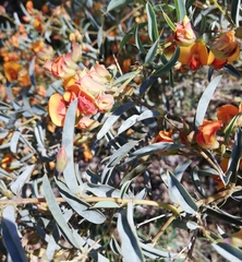 Gastrolobium calycinum