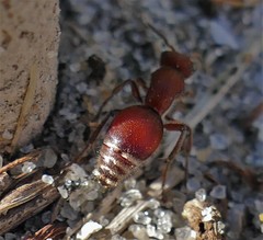 Pseudomethoca sanbornii