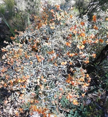 Gastrolobium calycinum