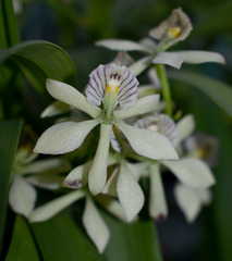 Prosthechea fragrans