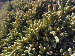 Tecticornia pergranulata