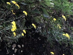 Chrysanthemum arisanense