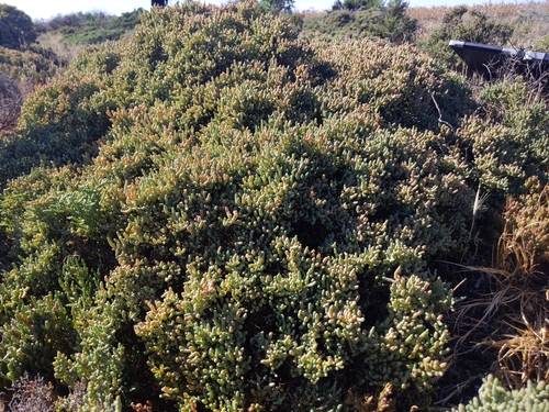 Image of Tecticornia pergranulata by (c) Dylan Butcher, some rights reserved (CC BY)