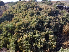 Tecticornia pergranulata