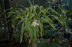 Prosthechea fragrans