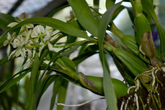 Prosthechea fragrans