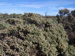 Tecticornia pergranulata