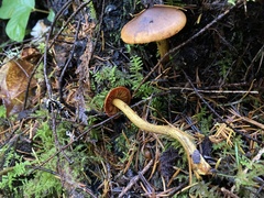 Cortinarius smithii