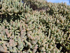 Tecticornia pergranulata