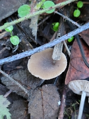Pluteus thomsonii