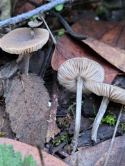 Pluteus thomsonii