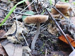 Pluteus thomsonii