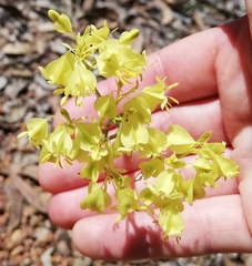Glischrocaryon aureum