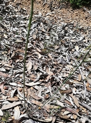 Glischrocaryon aureum