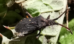 Bothrostethus annulipes