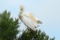 Bubulcus ibis