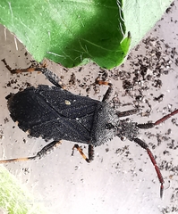 Bothrostethus annulipes