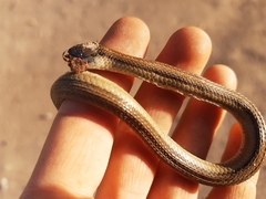 Thamnophis copei