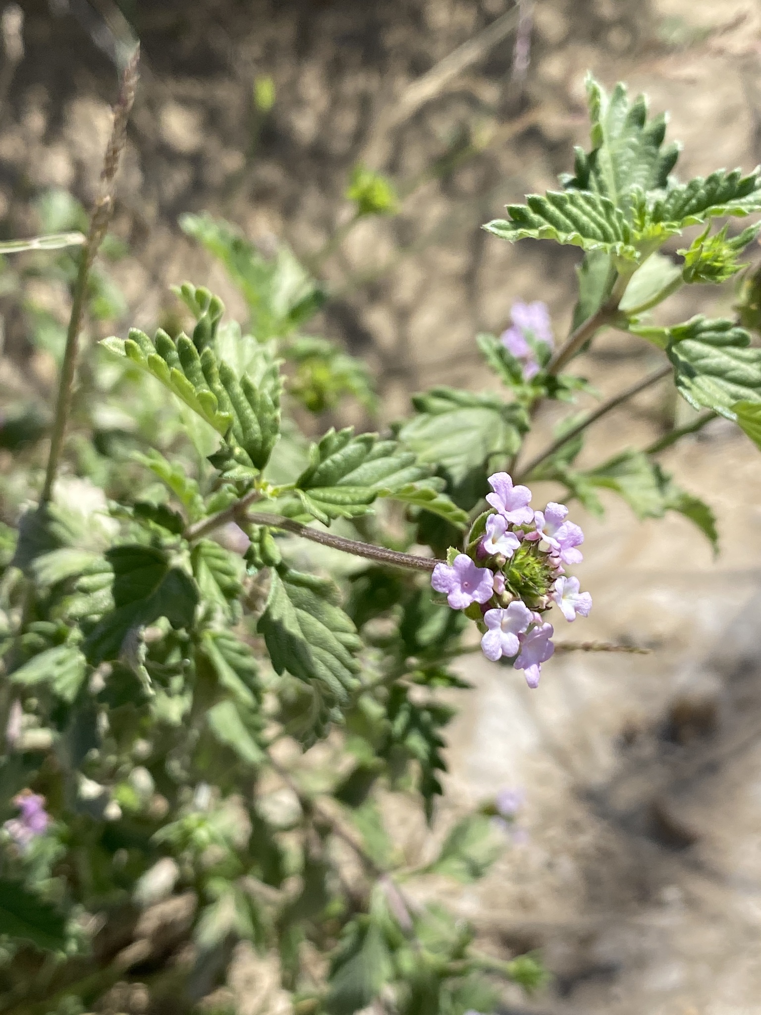 Lantana achyranthifolia